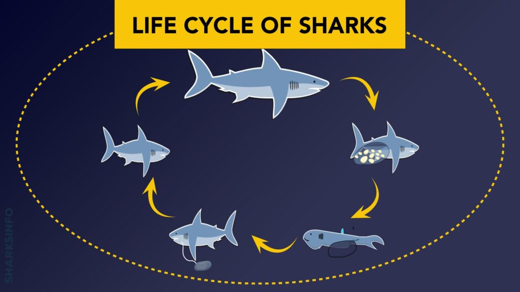 Stages of Shark’s Life Cycle - sharksinfo.com