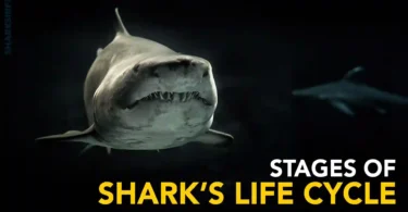 Stages of shark’s life cycle