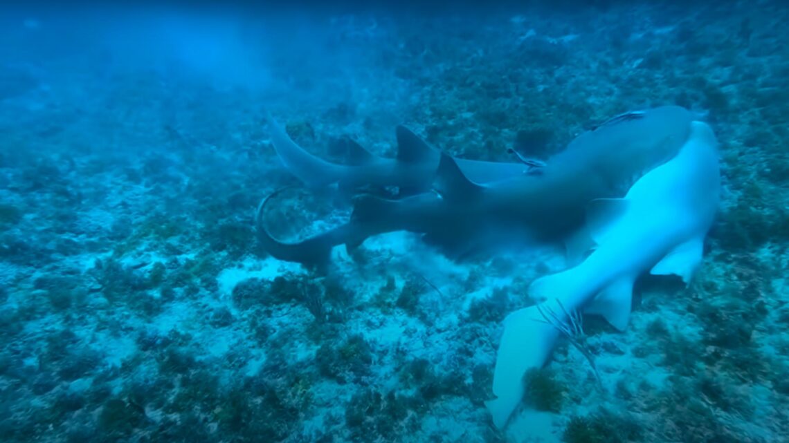 4 Unique Ways Sharks Reproduce – sharksinfo.com