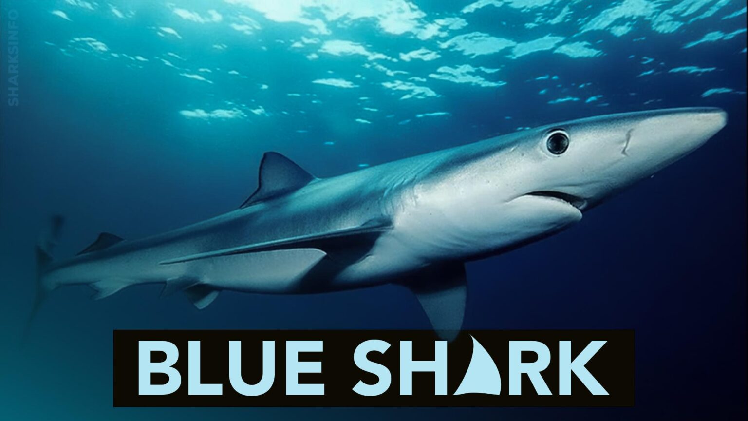 Top 7 Cutest Sharks Ever