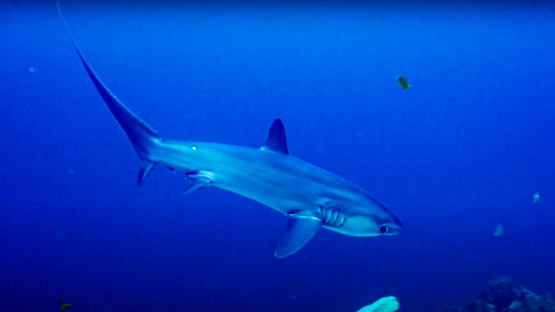 The Thresher Shark X10 Facts