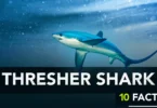The Thresher Shark x10 Facts