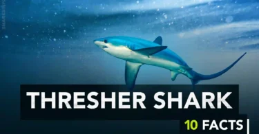 The Thresher Shark x10 Facts