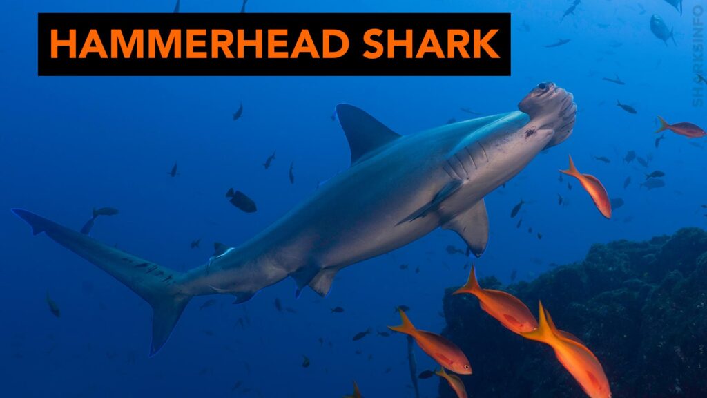 Top 10 scariest shark species - sharksinfo.com