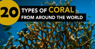 Types Of Coral From Around The World
