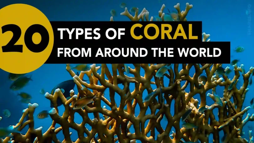 Types Of Coral From Around The World