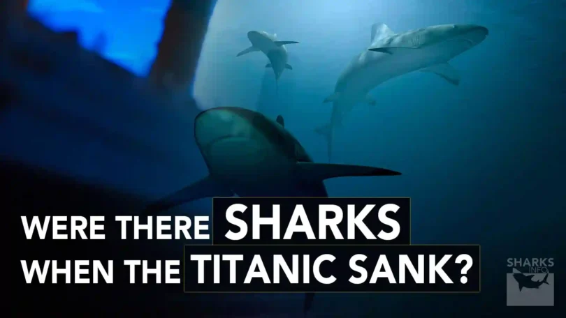 Were There Sharks When the Titanic Sank