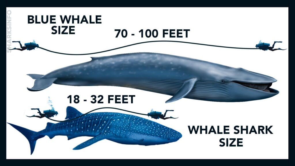 blue whale size comparison to whale shark