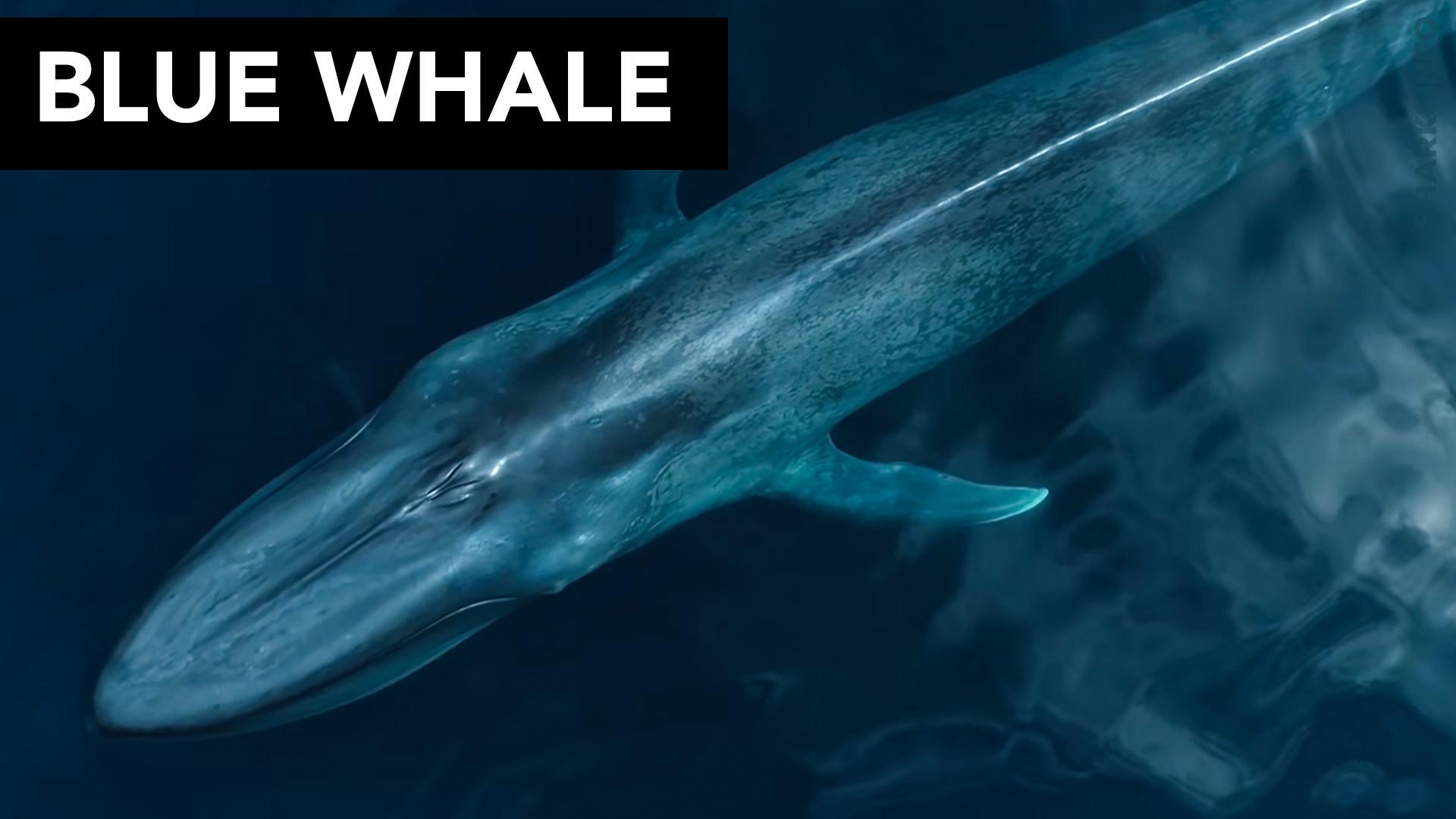 Which is bigger, a Blue Whale or a Whale Shark? – sharksinfo.com