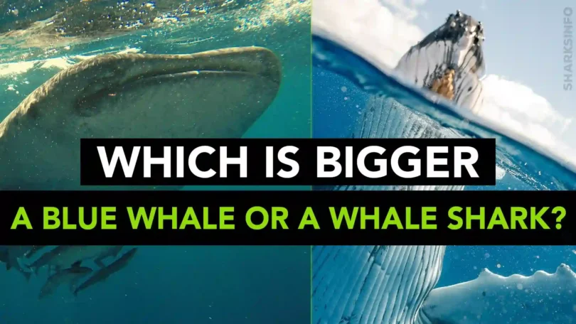 Which is bigger, a blue whale or a whale shark