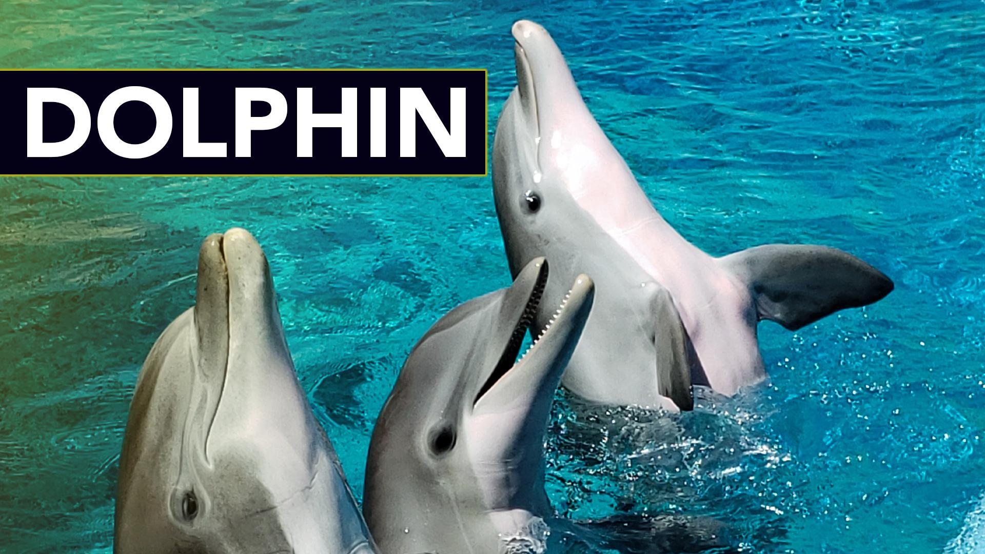 A Shark or a Dolphin? Who would win in a fight – sharksinfo.com