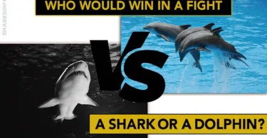 Who would win in a fight