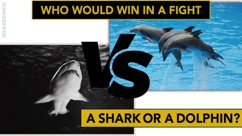 Who would win in a fight