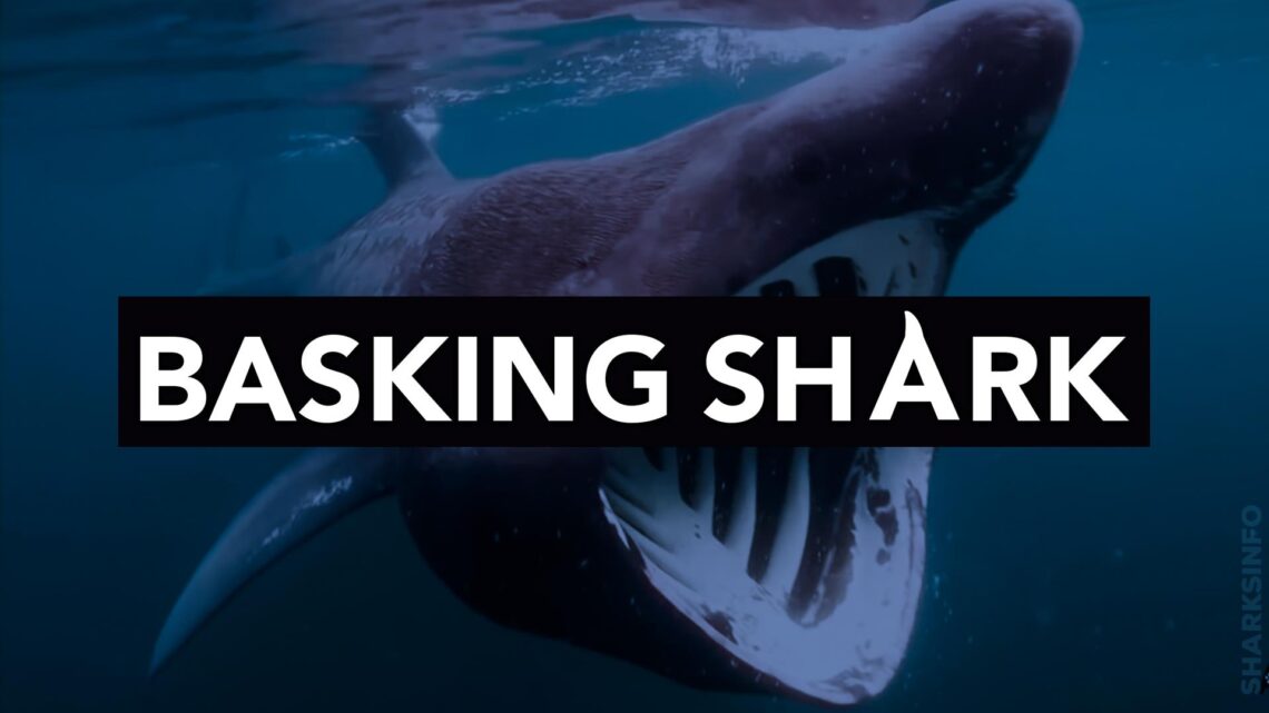Can a basking shark close its mouth? – sharksinfo.com