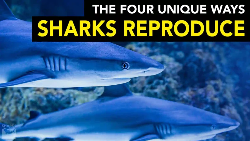 four-unique-ways-sharks-reproduce