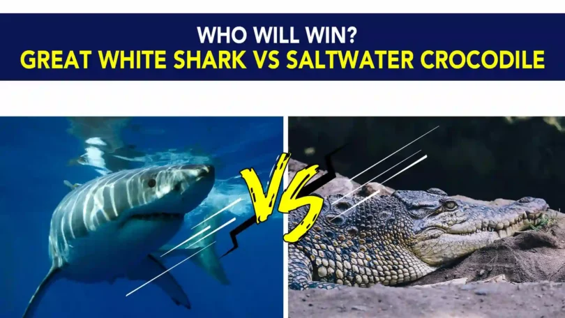 Great white shark vs Saltwater Crocodile– Who will win?
