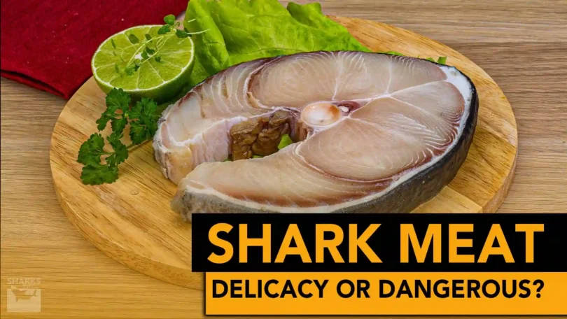 Shark Meat: Delicacy Or Dangerous