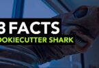 The Cookiecutter Shark -13 Facts