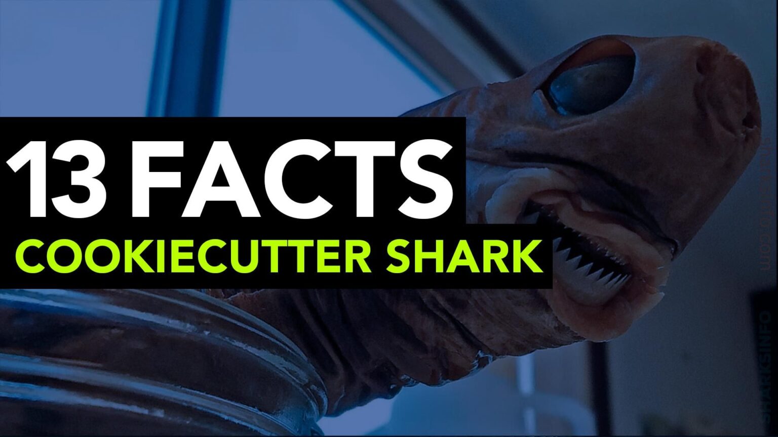 The Cookiecutter Shark -13 Facts – sharksinfo.com