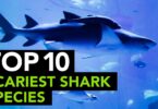 Top 10 scariest shark species