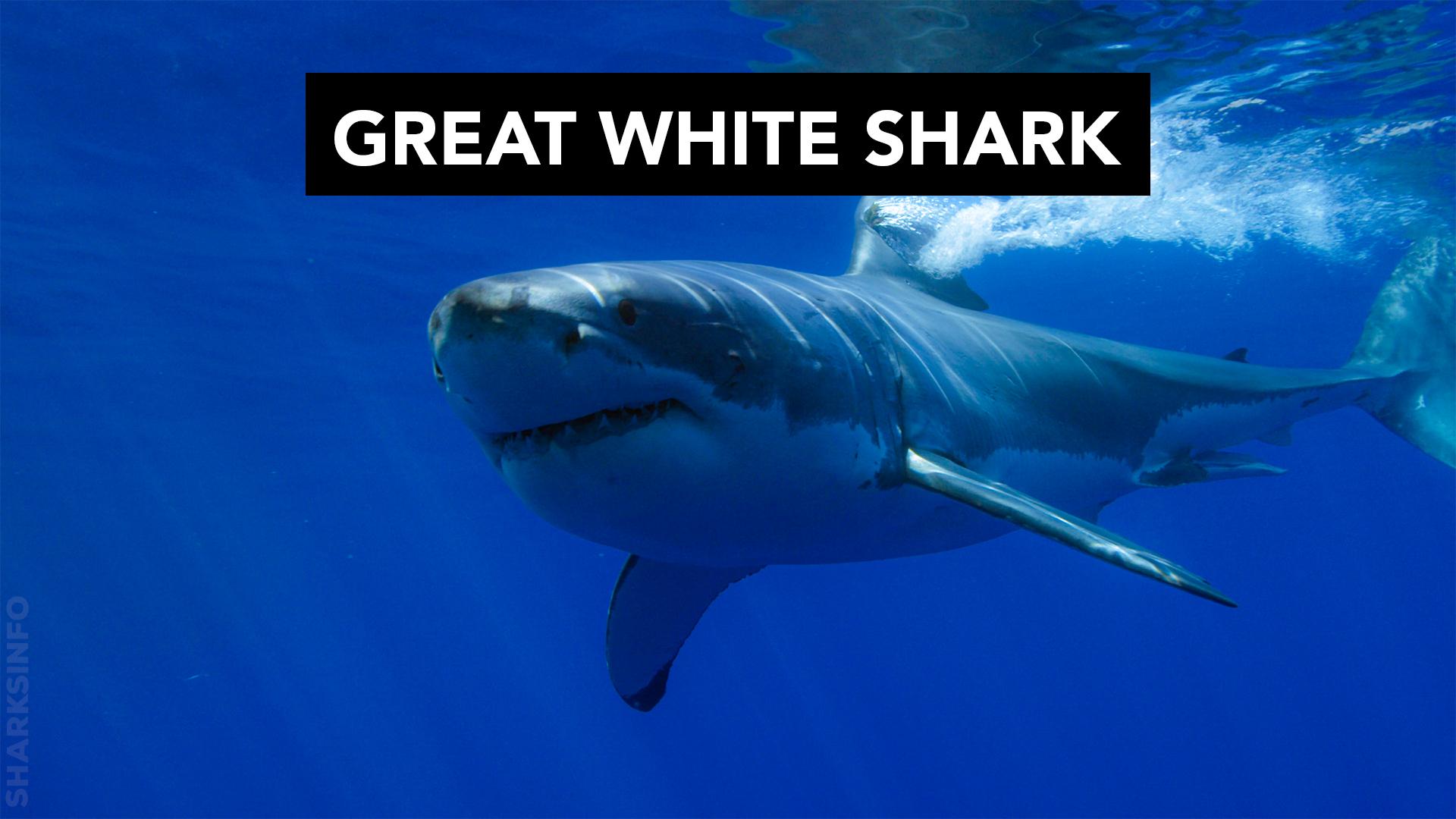 Great white shark vs Saltwater Crocodile– Who will win? – sharksinfo.com