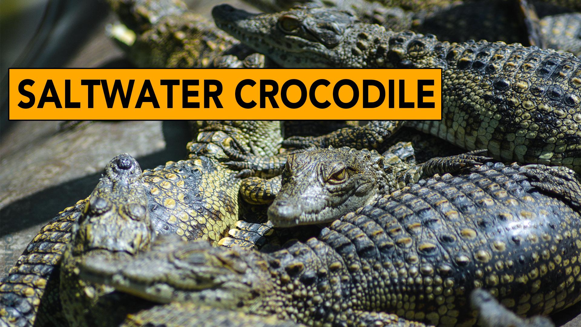 Great white shark vs Saltwater Crocodile– Who will win? – sharksinfo.com