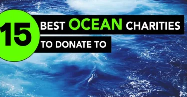 Best Ocean Charities to Donate To