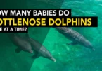 How Many Babies Do Bottlenose Dolphins Have at a Time