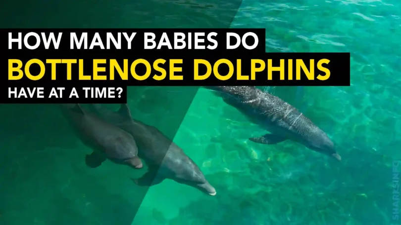 How Many Babies Do Bottlenose Dolphins Have at a Time