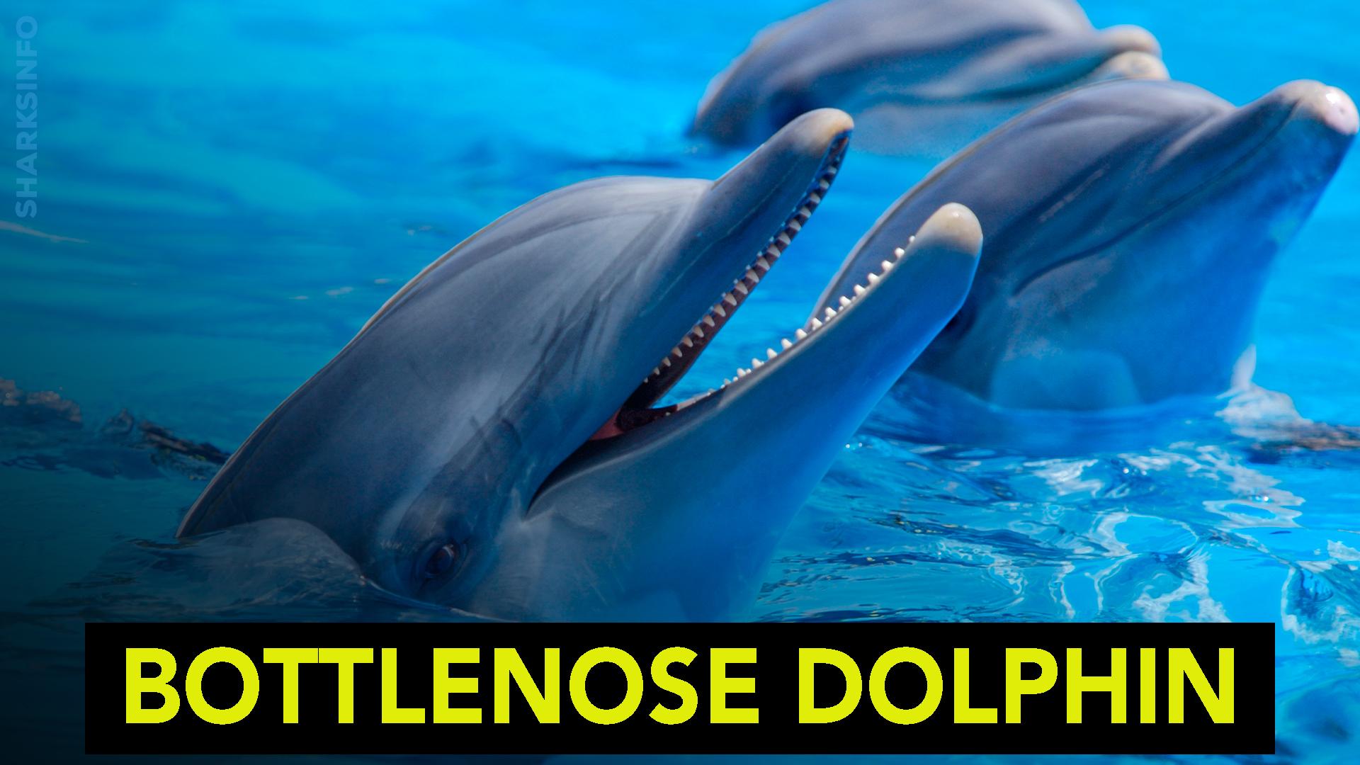 How Many Babies Do Bottlenose Dolphins Have at a Time? - sharksinfo.com