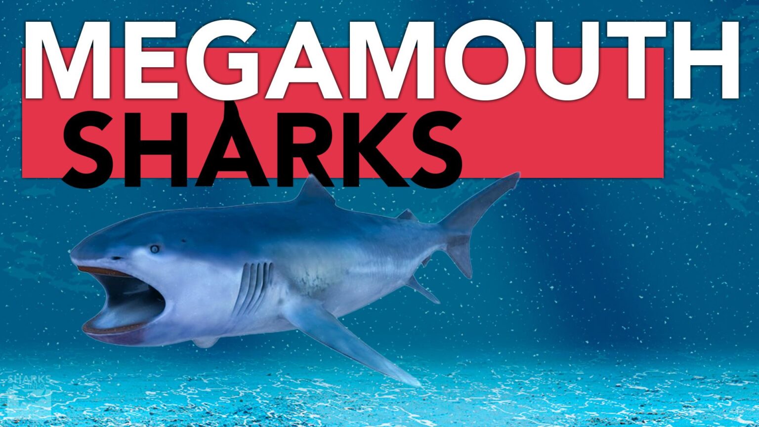 The 10 Most Bizarre Species Of Sharks