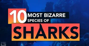 The 10 Most Bizarre Species Of Sharks
