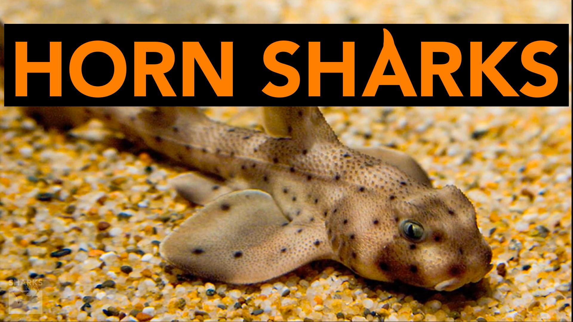 The 10 Most Bizarre Species Of Sharks – sharksinfo.com