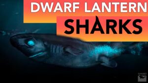 The 10 Most Bizarre Species Of Sharks – sharksinfo.com