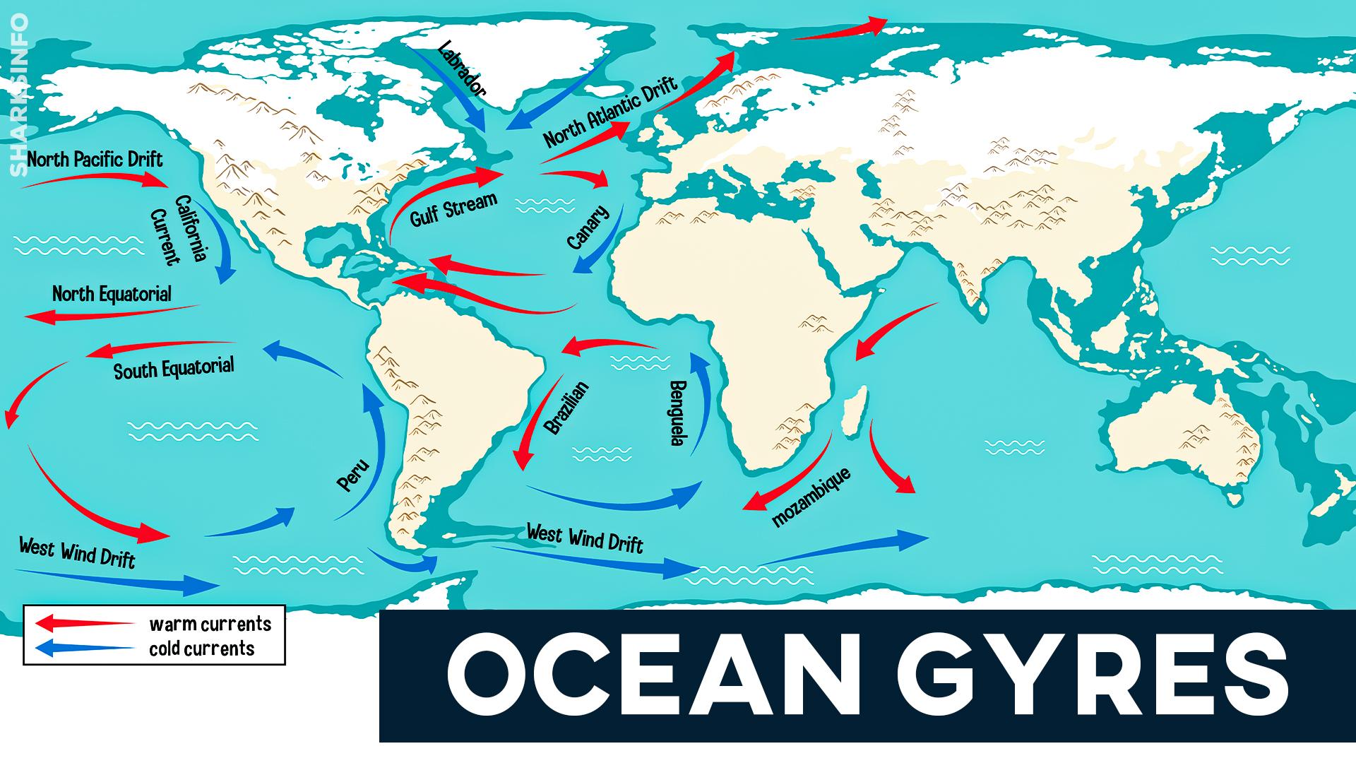 Everything You Need To Know About Ocean Gyres - sharksinfo.com