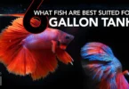 What Fish Are Best Suited For A 6 Gallon Tank?