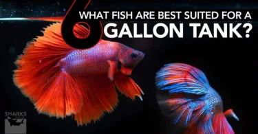 What Fish Are Best Suited For A 6 Gallon Tank?