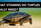 What Vitamins Do Turtles Really Need