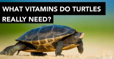 What Vitamins Do Turtles Really Need