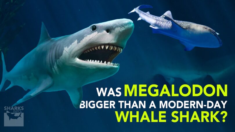 Was Megalodon Bigger than a Modern-day Whale Shark