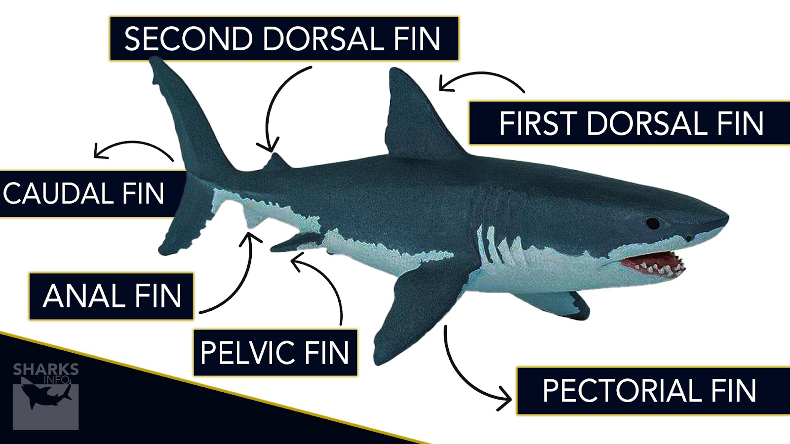 Understanding Shark Fins And Types