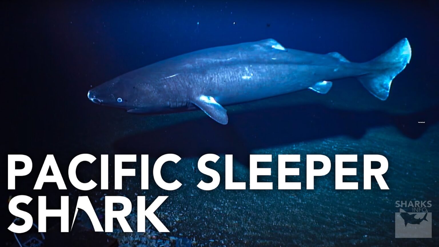 sharks-of-the-arctic-sharksinfo
