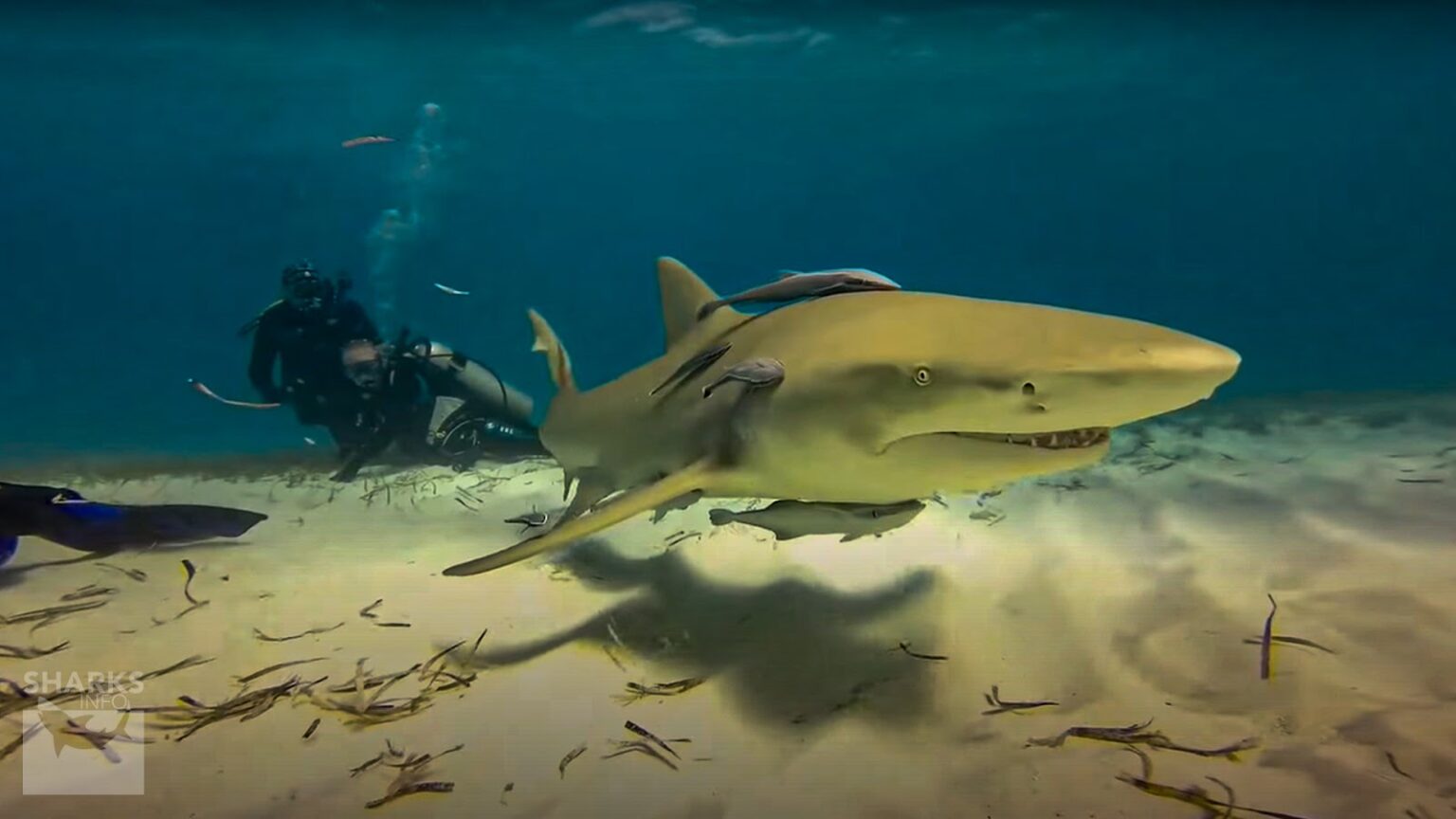 Lemon Shark Facts Habitat, Social Behavior & Human Interaction