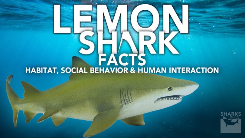 Lemon Shark Facts - Habitat, Social Behavior & Human Interaction