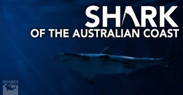 Sharks of the Australian Coast