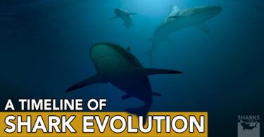 A Timeline of Shark Evolution