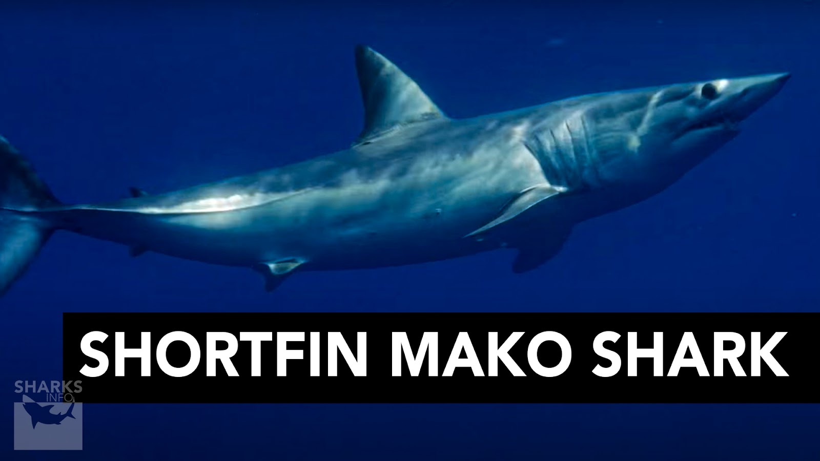 The Three Fastest Sharks in the World – sharksinfo.com