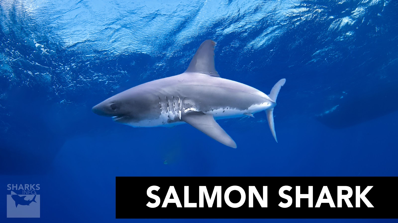 The Three Fastest Sharks in the World – sharksinfo.com