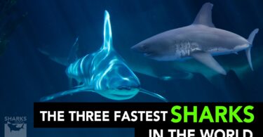 The Three Fastest Sharks In The World