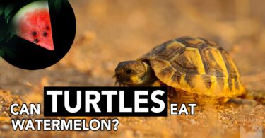 Turtles Eat Watermelon